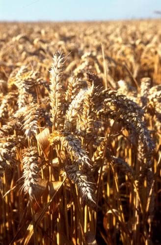 Farm Images